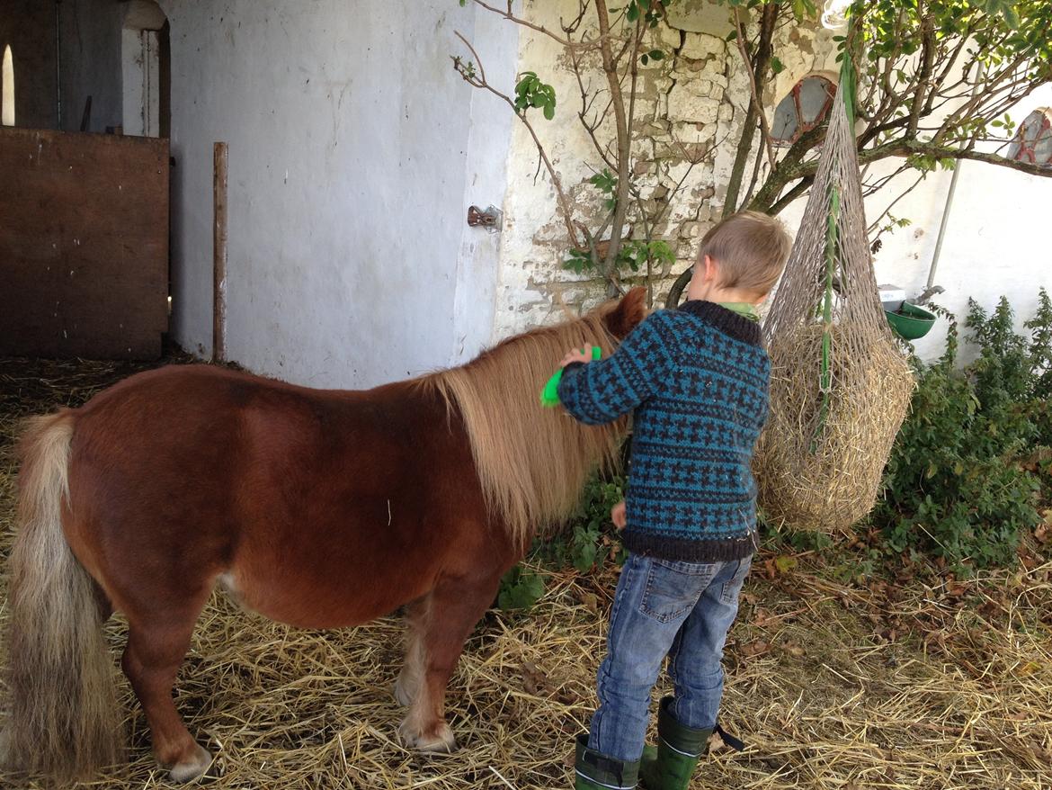 Shetlænder Mille billede 7
