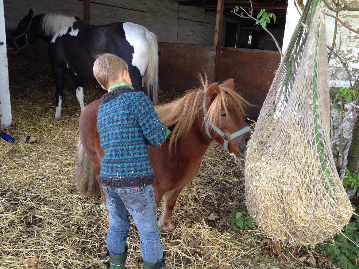 Shetlænder Mille billede 8