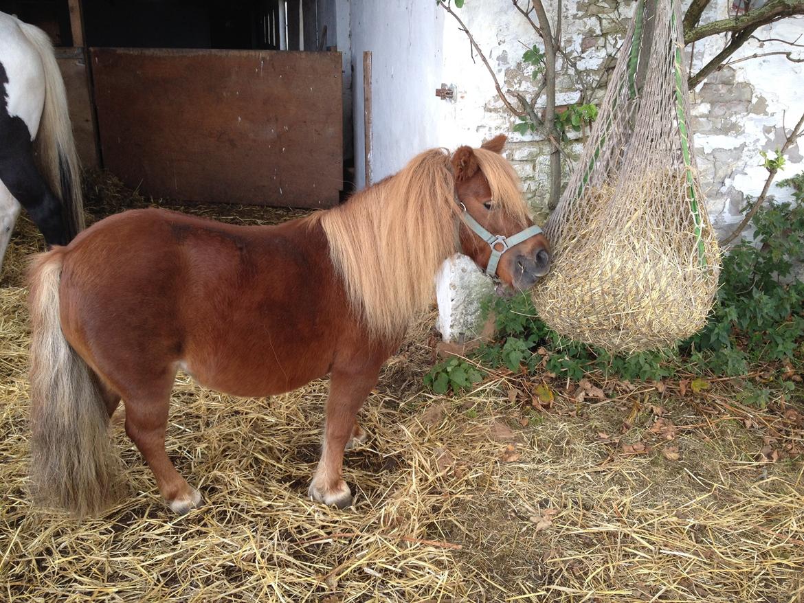 Shetlænder Mille billede 9