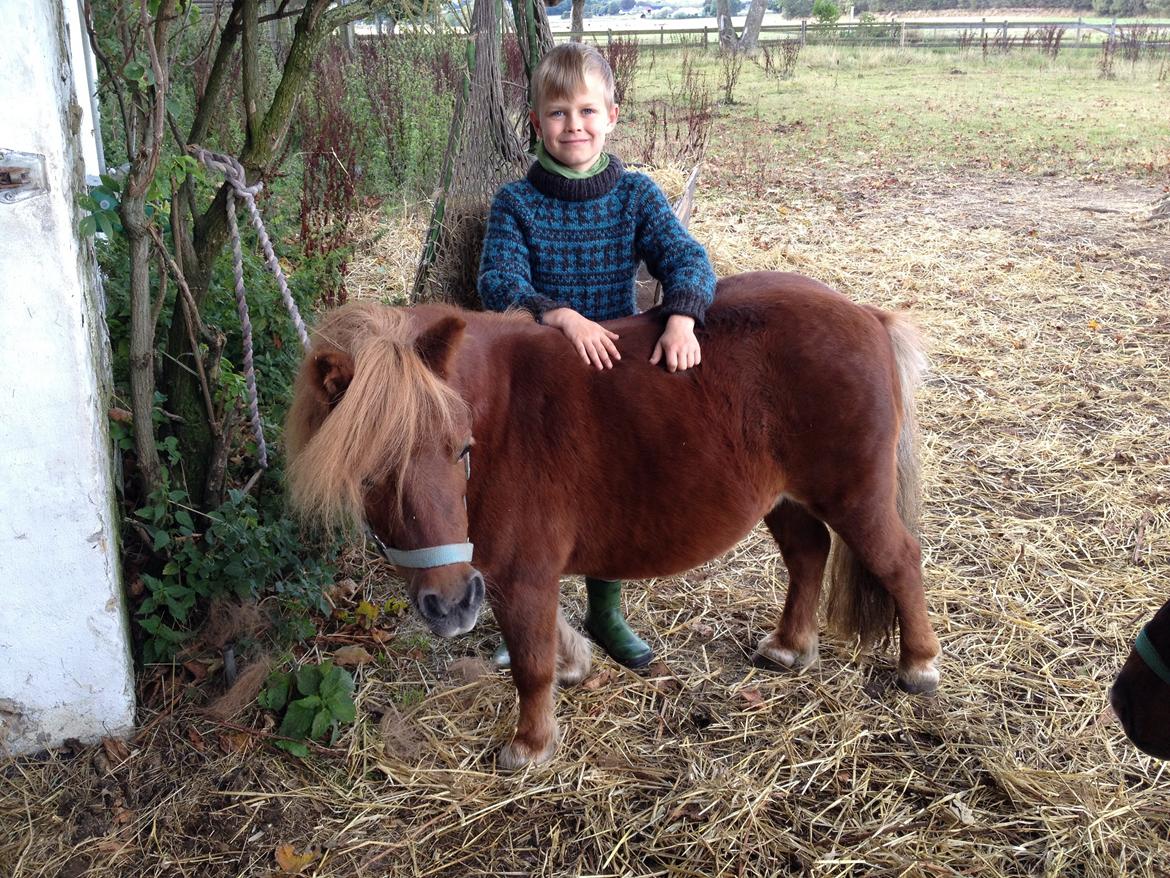 Shetlænder Mille billede 10