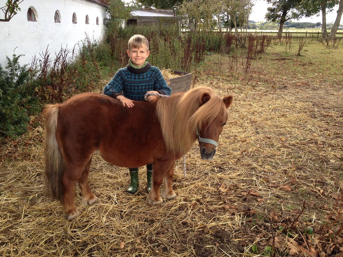 Shetlænder Mille billede 11