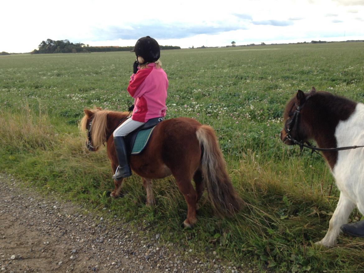 Shetlænder Mille billede 12