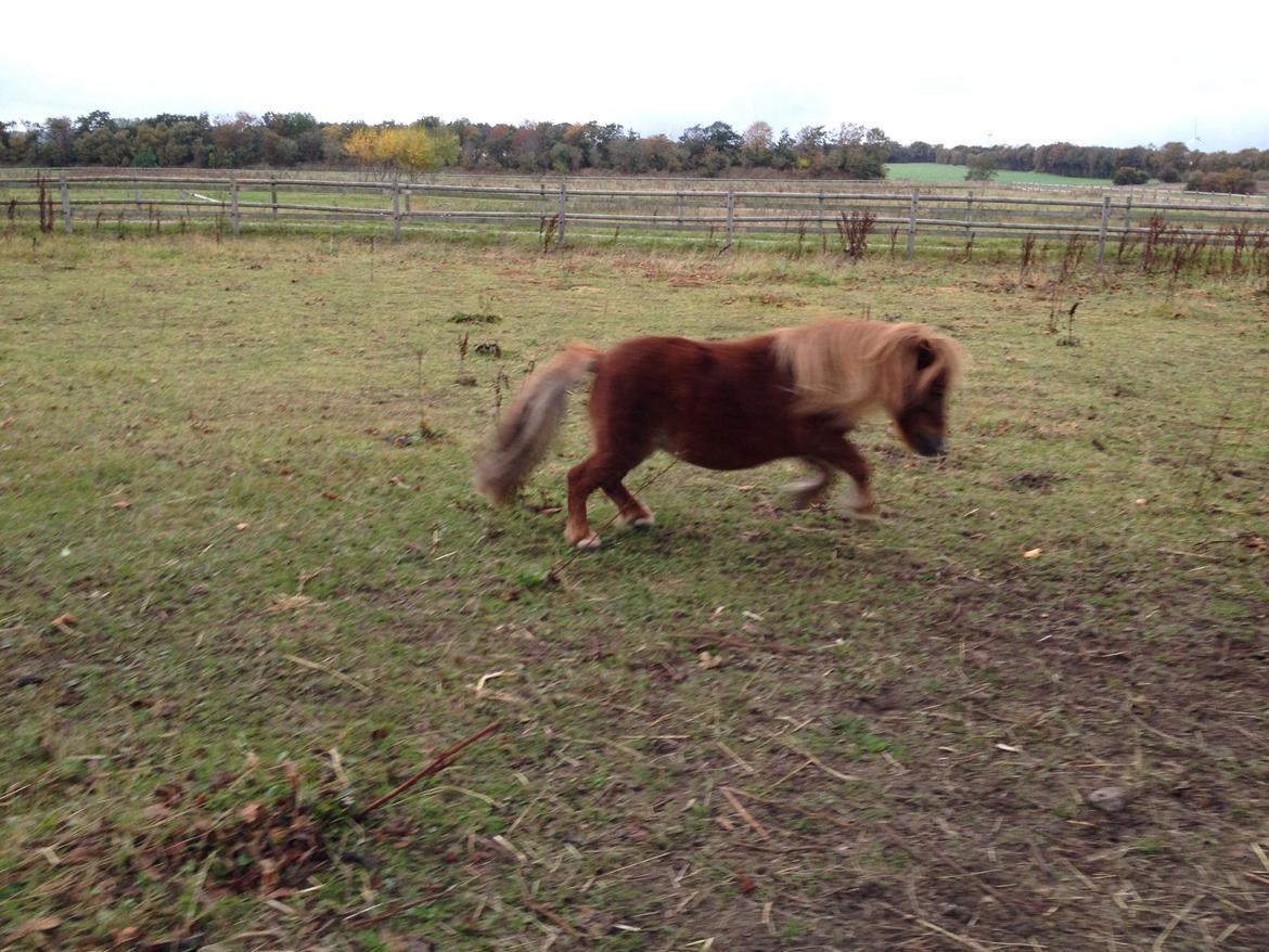 Shetlænder Mille billede 13