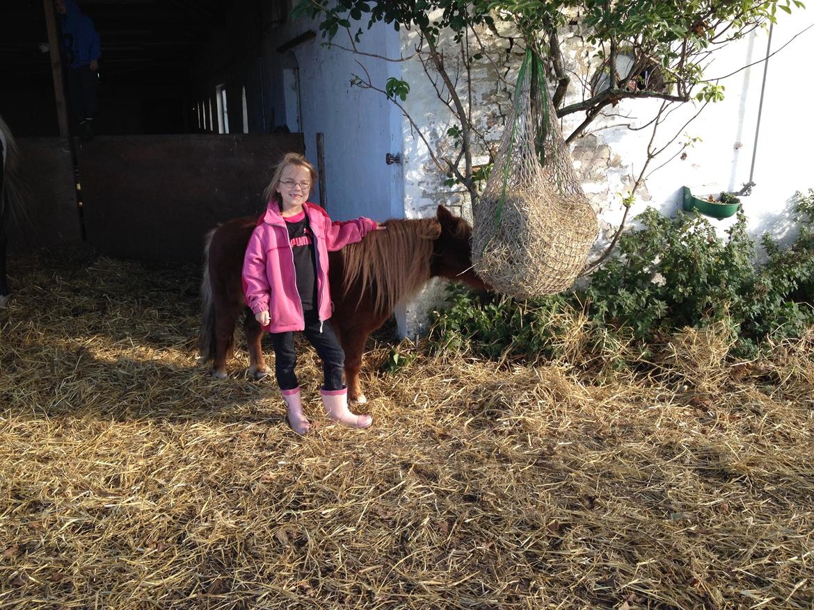 Shetlænder Mille billede 14