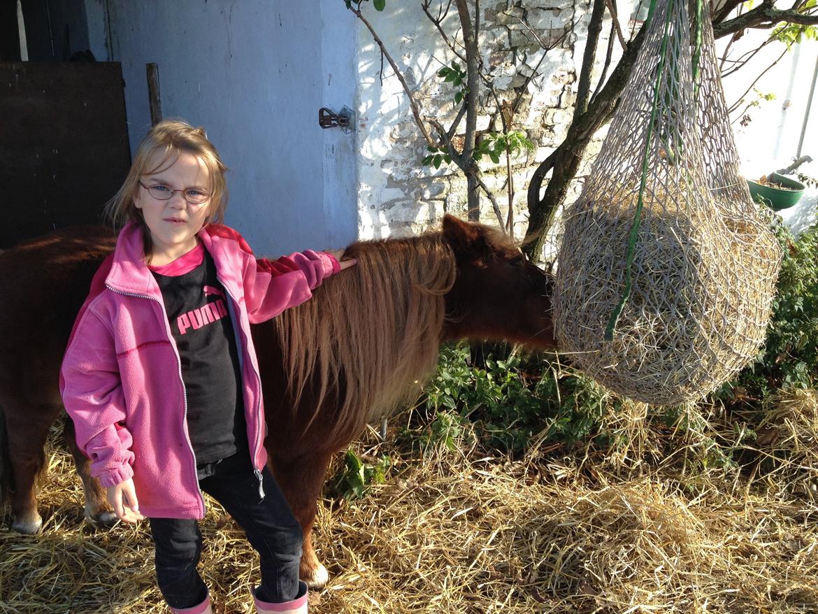 Shetlænder Mille billede 15