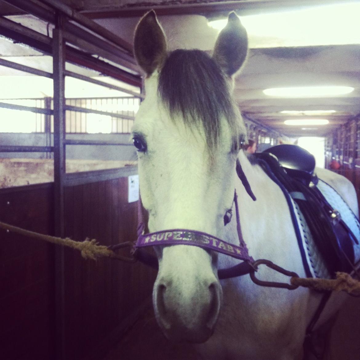 Welsh Partbred (Sec F) Zileen? billede 1