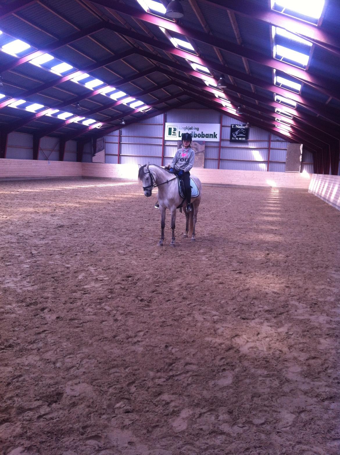 Welsh Partbred (Sec F) Zileen? billede 2