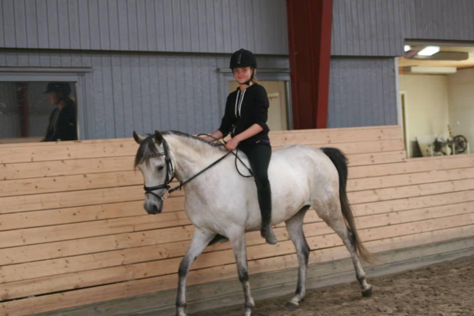 Welsh Partbred (Sec F) Zileen? billede 3