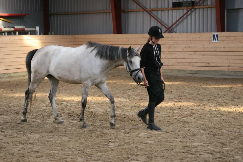 Welsh Partbred (Sec F) Zileen? billede 4