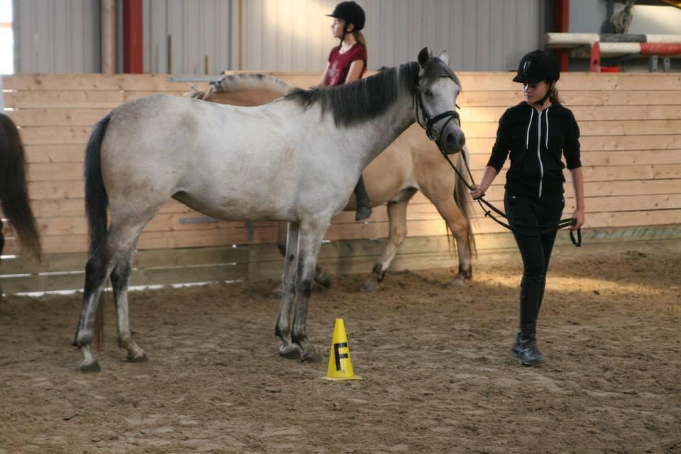 Welsh Partbred (Sec F) Zileen? billede 5