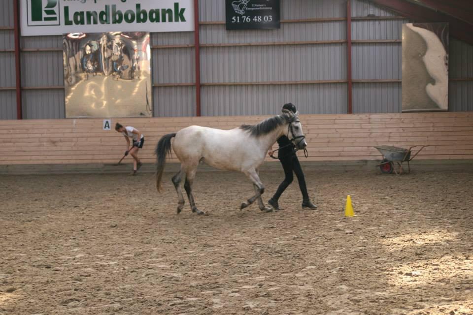 Welsh Partbred (Sec F) Zileen? billede 6