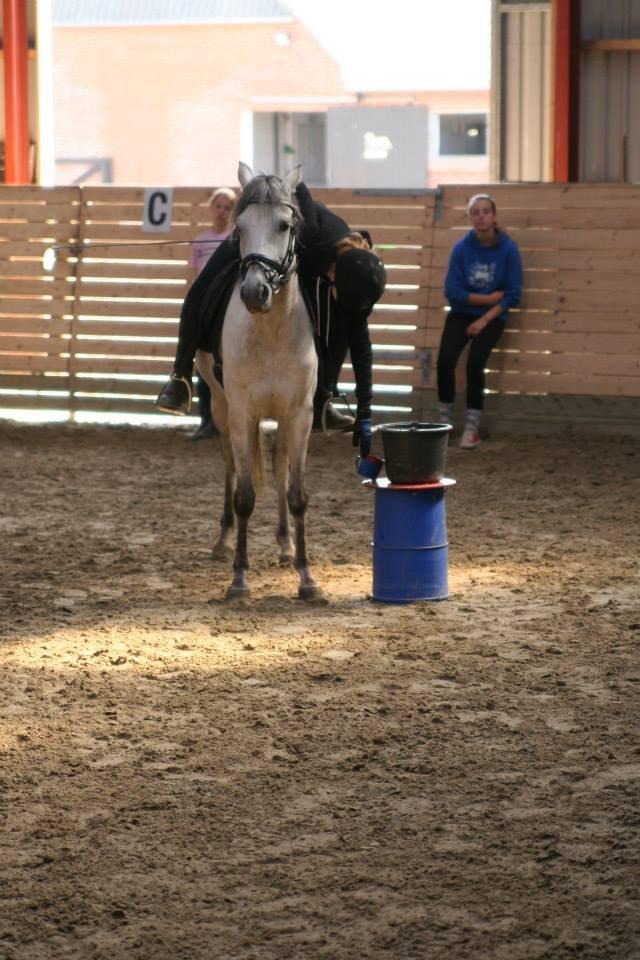 Welsh Partbred (Sec F) Zileen? billede 7