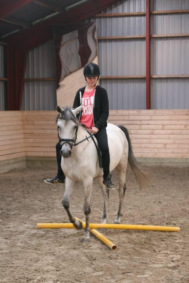 Welsh Partbred (Sec F) Zileen? billede 8