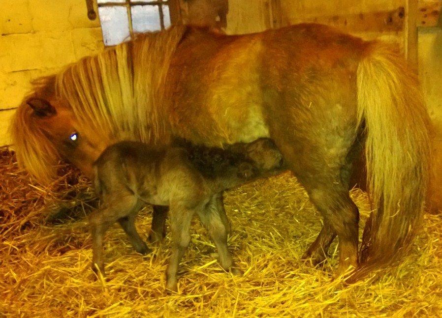 Shetlænder Little-Hippo's Monty - Dag 1 monty nyder mælkebaren billede 2