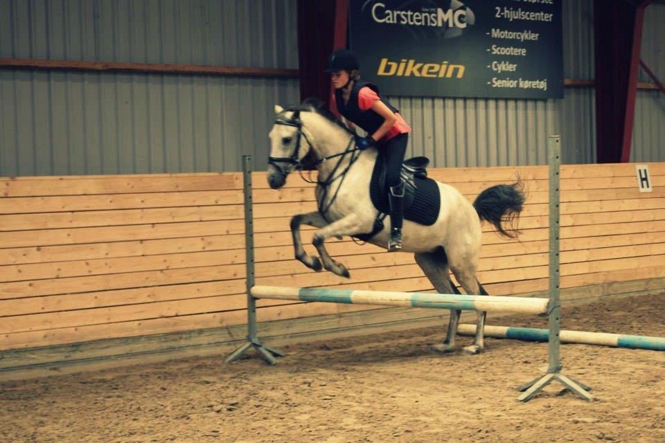 Welsh Partbred (Sec F) Zileen? billede 9