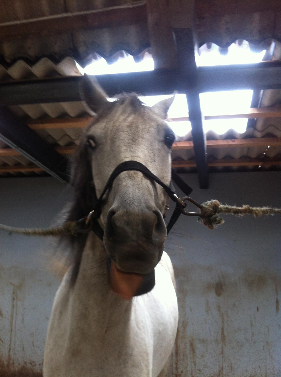 Welsh Partbred (Sec F) Zileen? billede 10