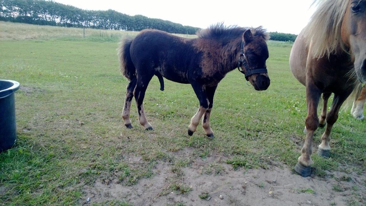 Shetlænder Little-Hippo's Monty - ja ja ...man er vel hingst billede 8