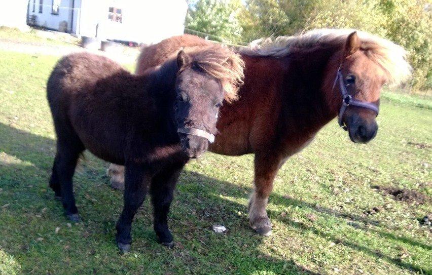 Shetlænder Little-Hippo's Monty - Monty og Molly billede 11