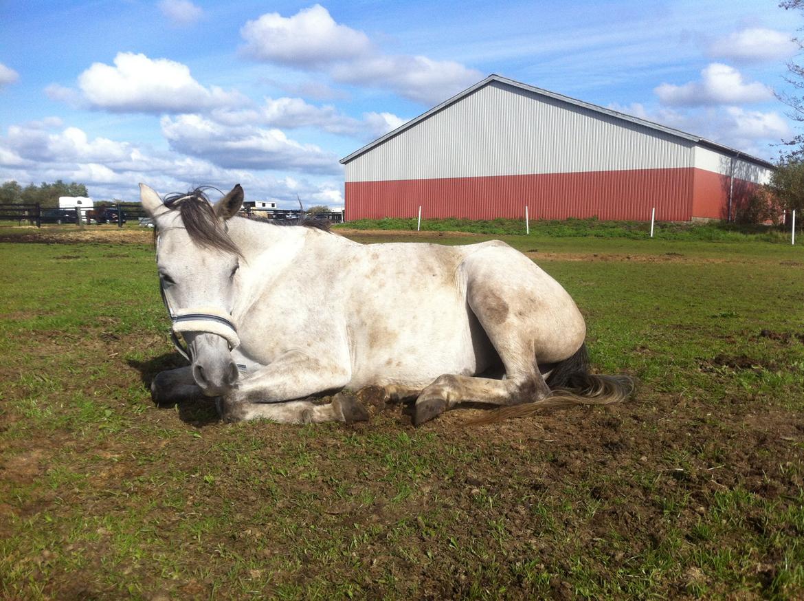 Welsh Partbred (Sec F) Zileen? billede 11
