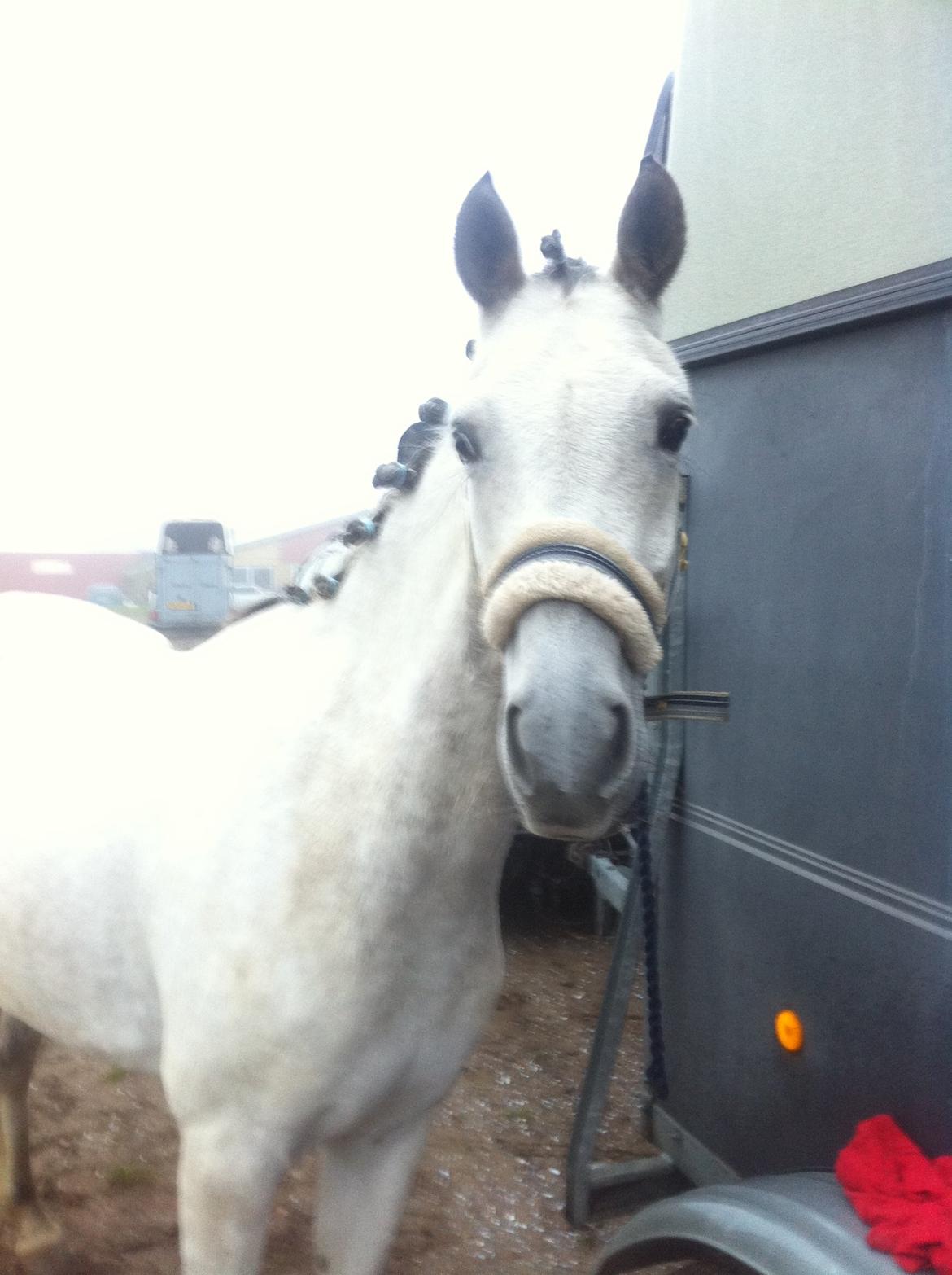 Welsh Partbred (Sec F) Zileen? billede 12