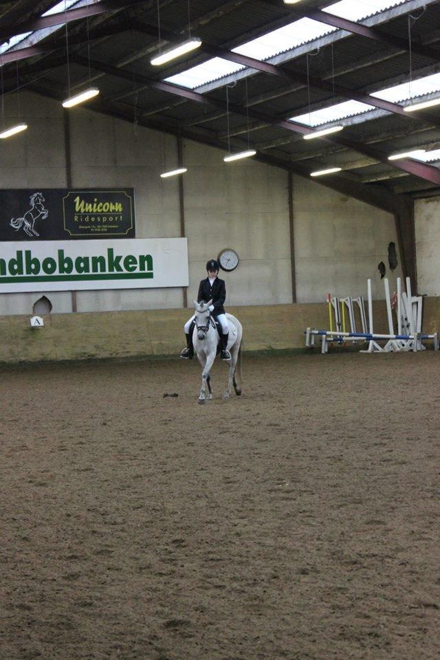 Welsh Partbred (Sec F) Zileen? billede 13