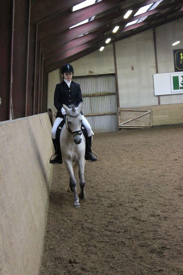 Welsh Partbred (Sec F) Zileen? billede 14