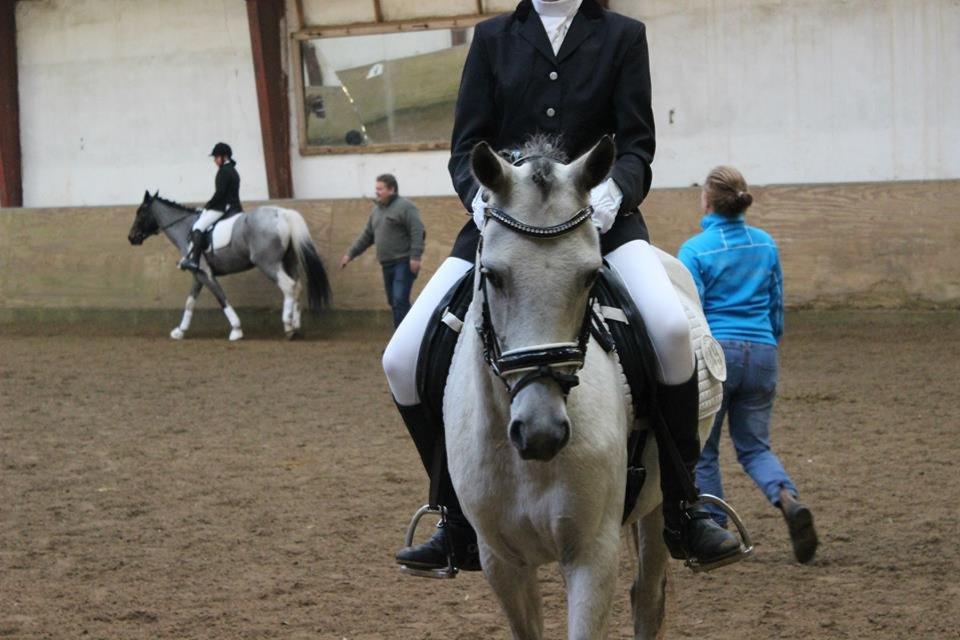Welsh Partbred (Sec F) Zileen? billede 15