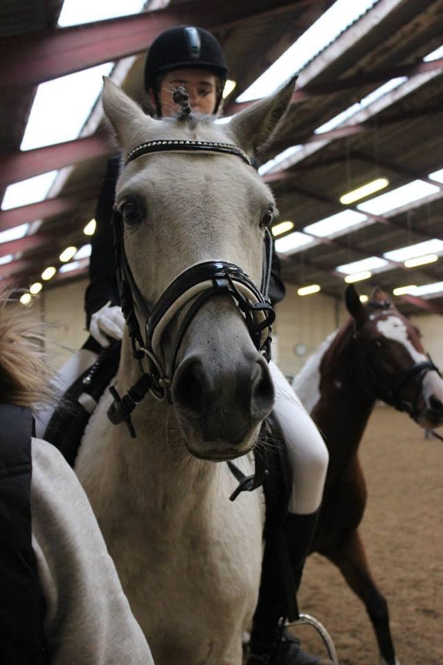 Welsh Partbred (Sec F) Zileen? billede 16