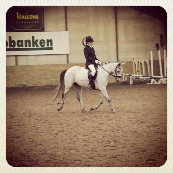 Welsh Partbred (Sec F) Zileen? billede 17