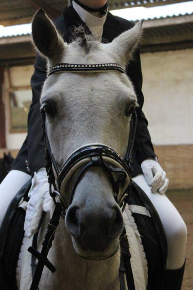Welsh Partbred (Sec F) Zileen? billede 18