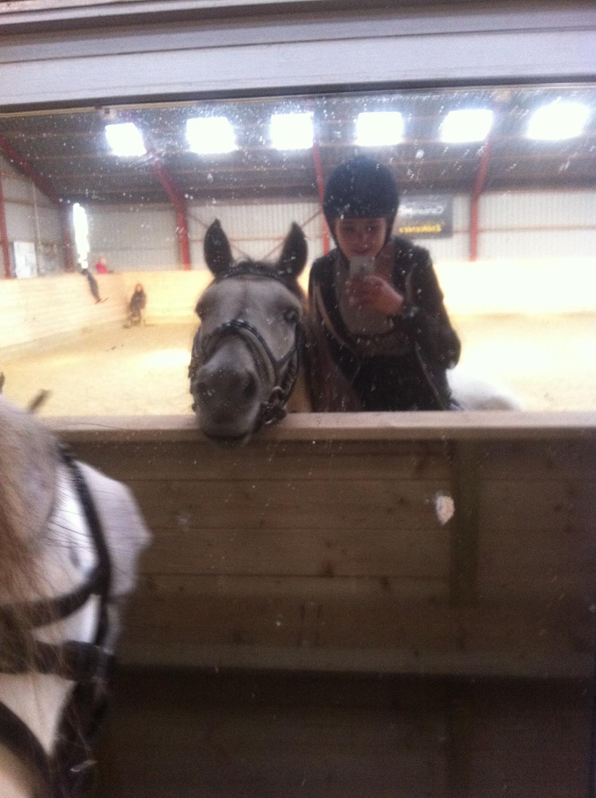 Welsh Partbred (Sec F) Zileen? billede 19
