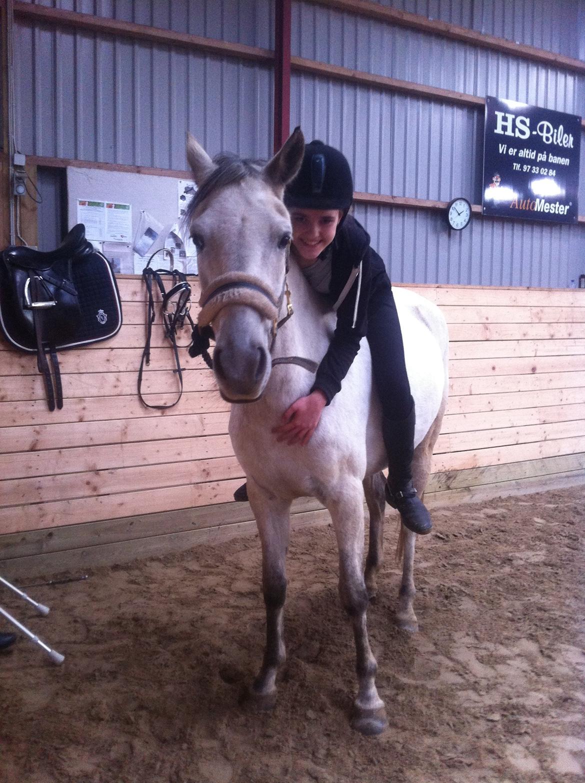 Welsh Partbred (Sec F) Zileen? billede 20