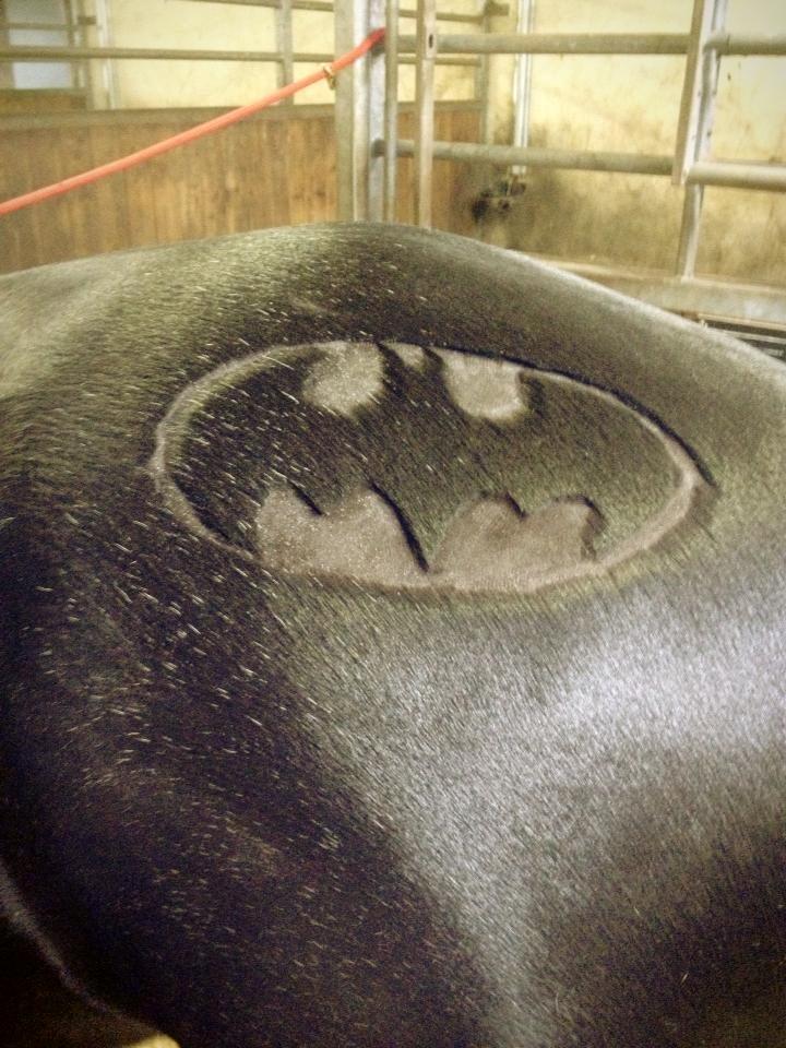 Anden særlig race Agerhøjgårds Avance - Avance´s vinter klip 2013-2014 billede 46