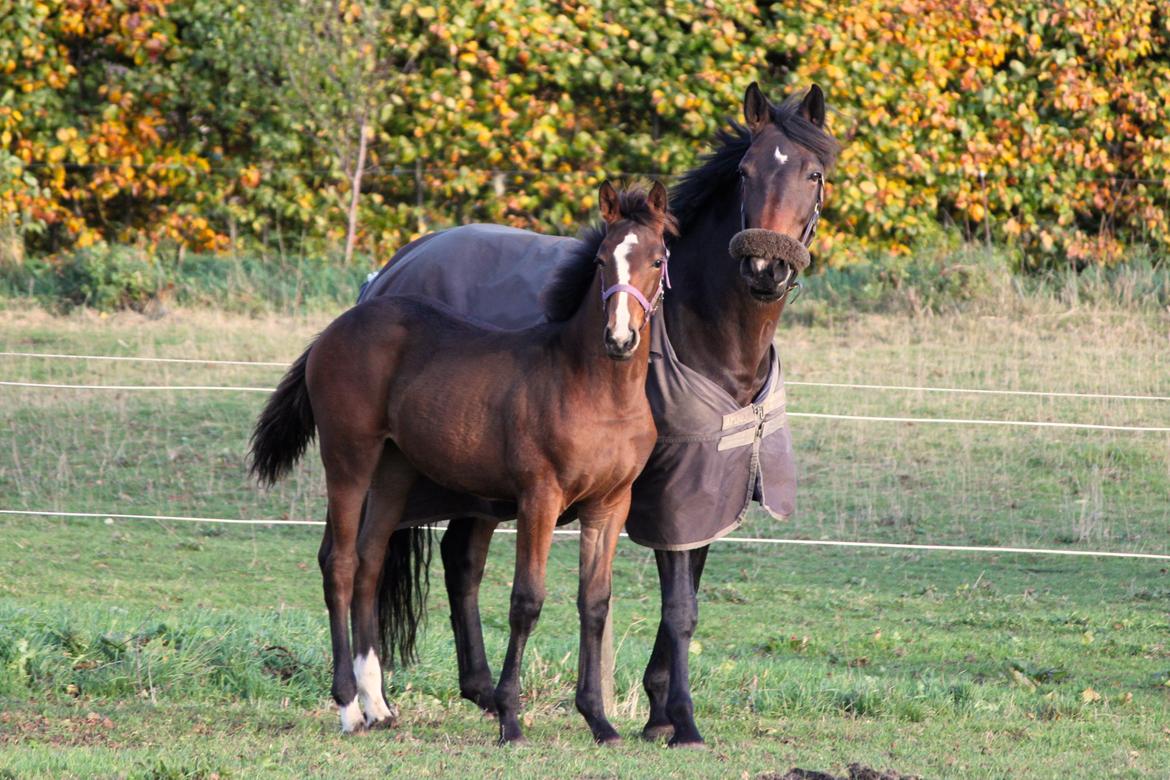 Dansk Varmblod Emmelie - 24/10/13 billede 17