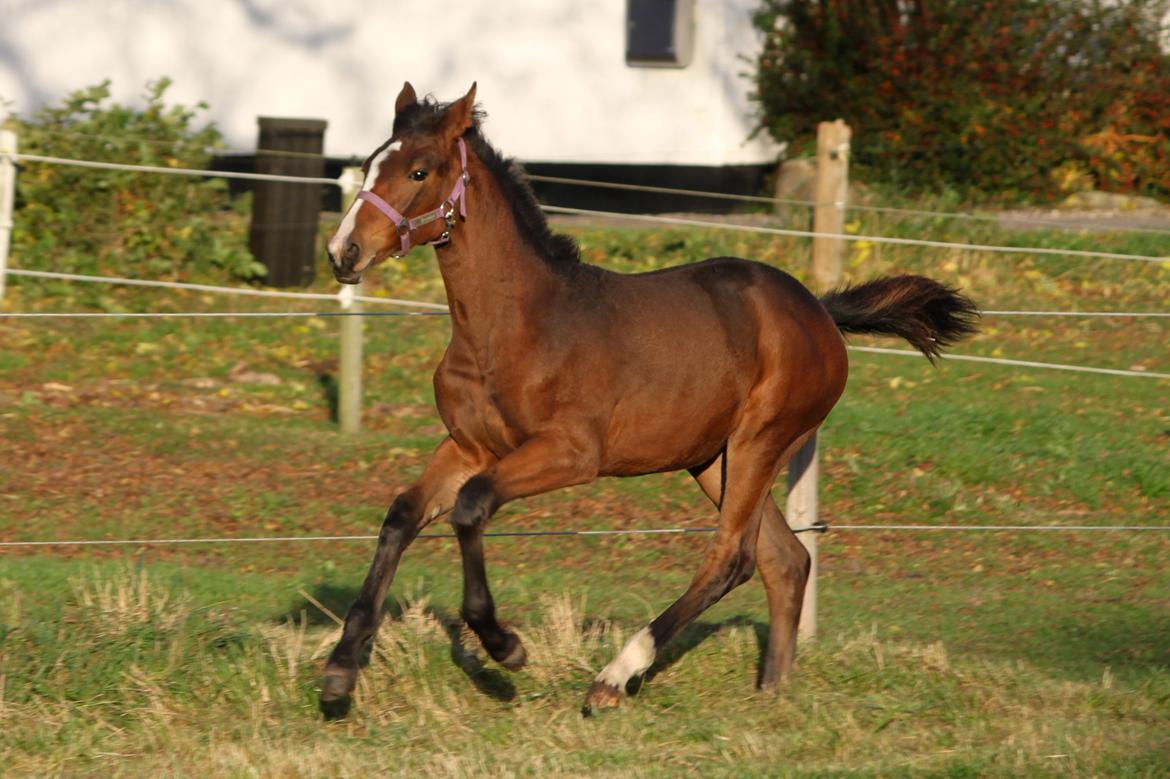 Dansk Varmblod Emmelie - 24/10/13 billede 18