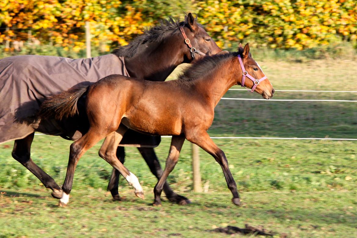 Dansk Varmblod Emmelie - 24/10/13 billede 19