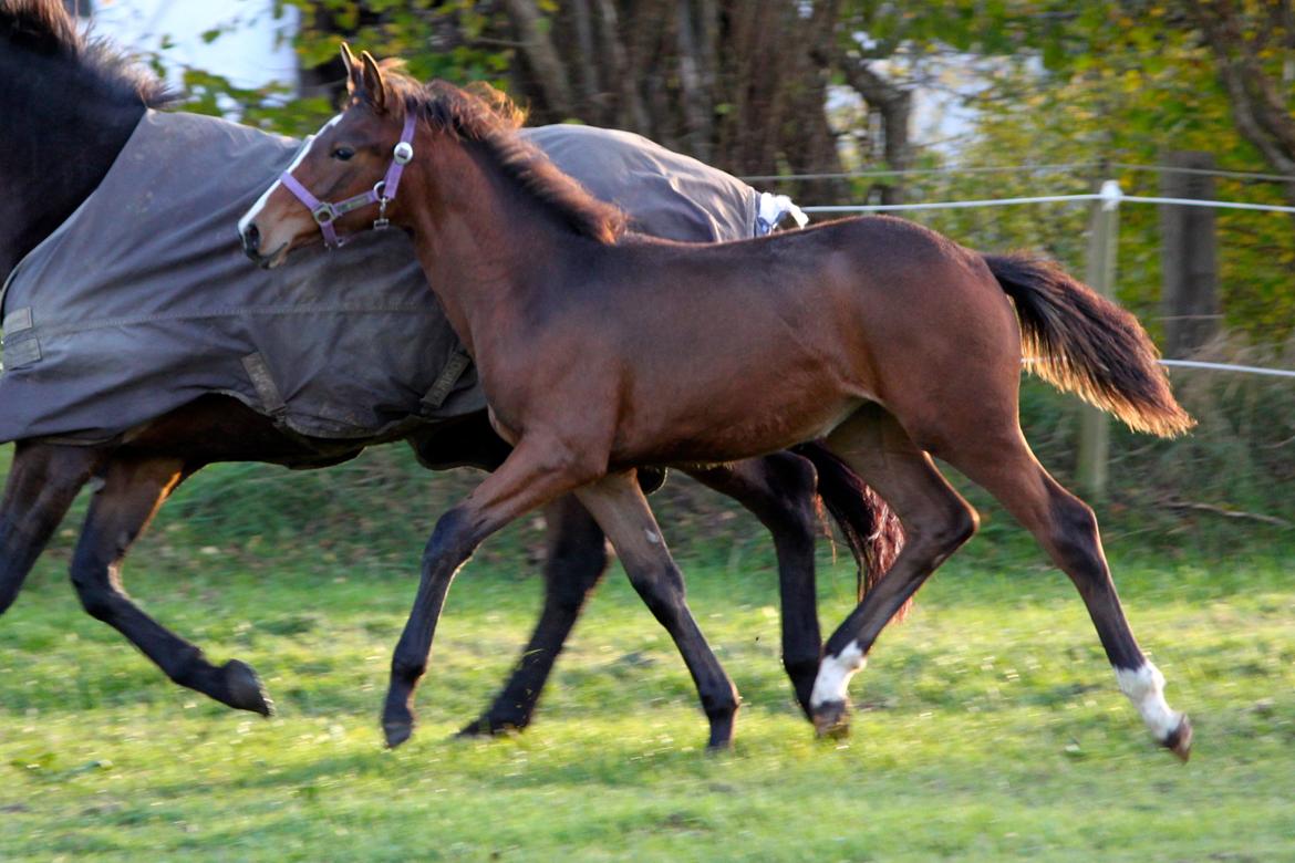 Dansk Varmblod Emmelie - 24/10/13 billede 20