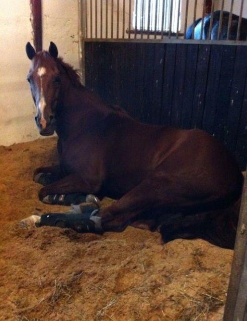 Holstener Le Poul billede 7