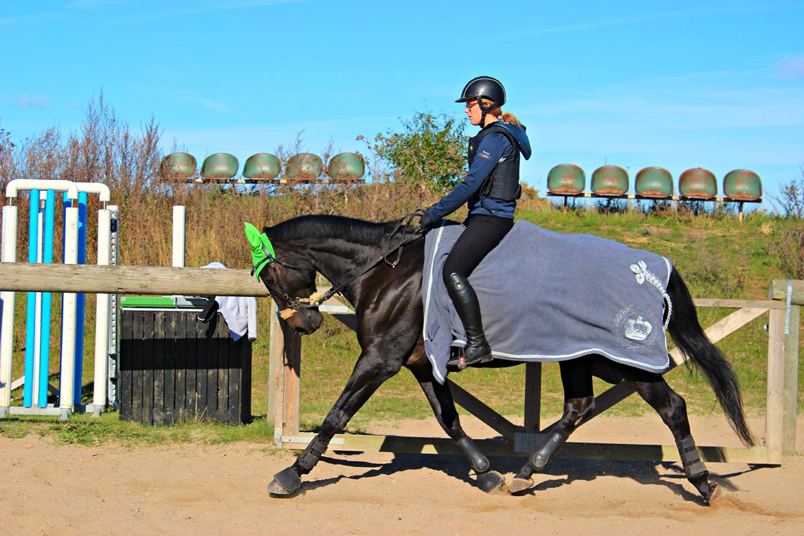 Hollandsk Varmblod Benneton <3 billede 7