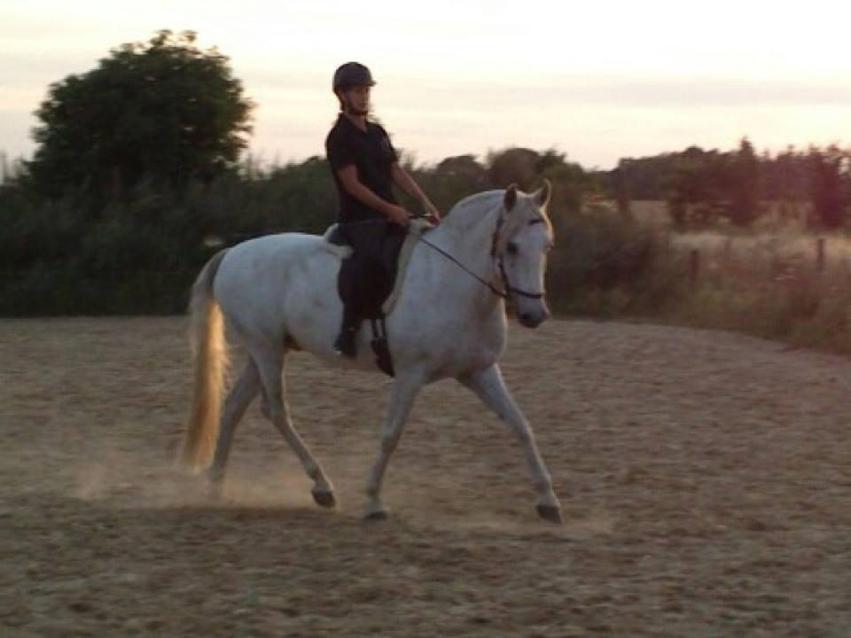 Lusitano Zapatero (spa) - Hjemme på banen sommer 2013 billede 35