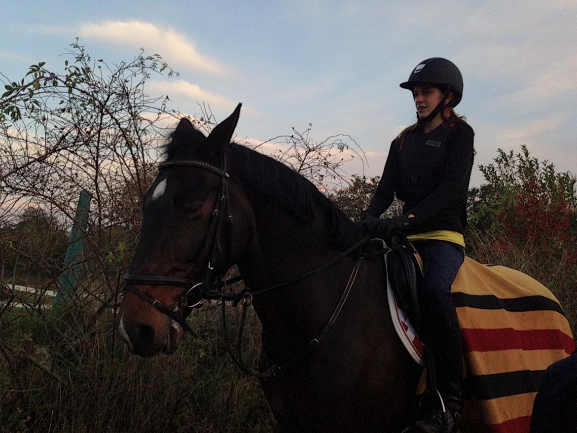 Irsk Sportspony Ringwood Plutoe billede 10