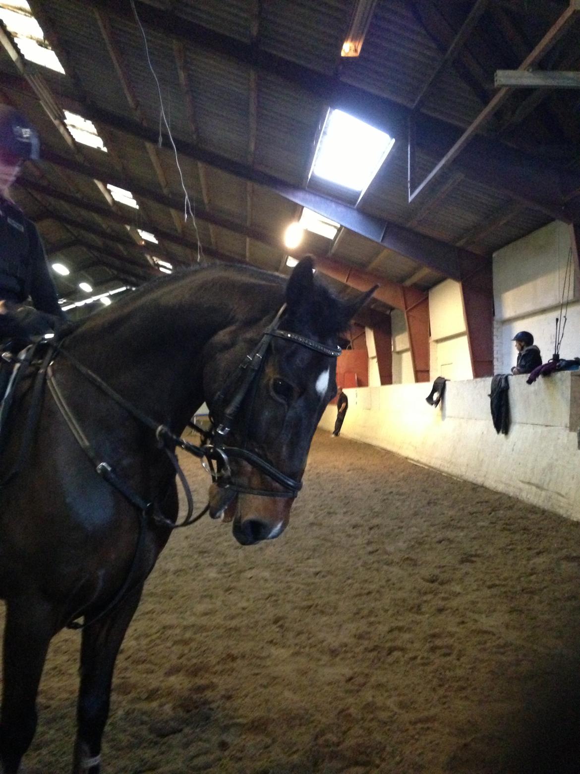 Irsk Sportspony Ringwood Plutoe billede 11