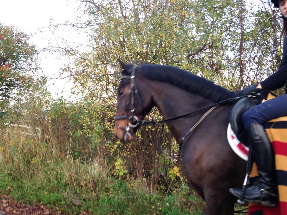 Irsk Sportspony Ringwood Plutoe billede 12