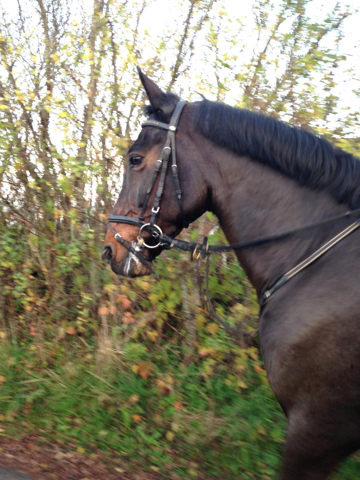 Irsk Sportspony Ringwood Plutoe billede 13