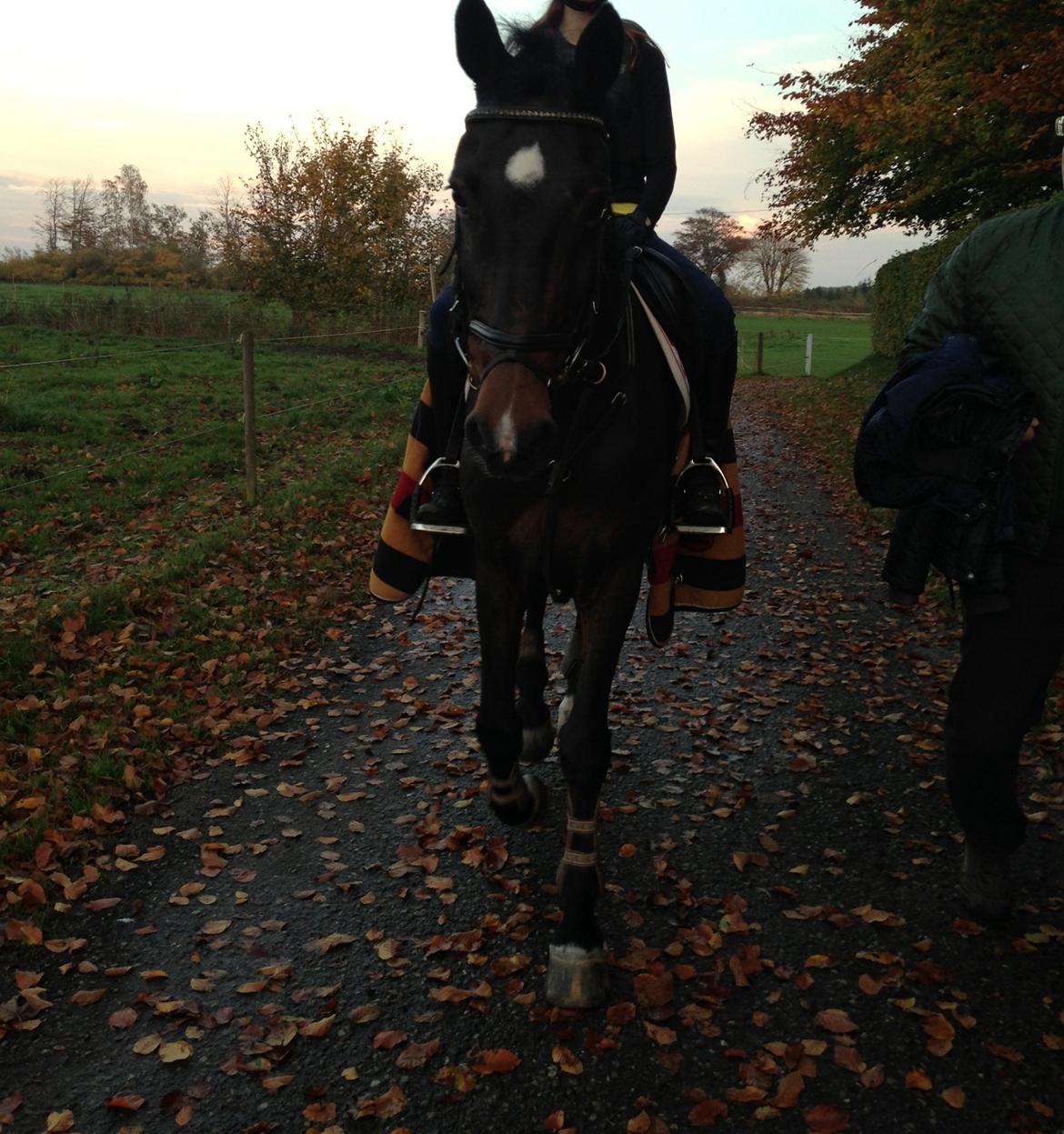 Irsk Sportspony Ringwood Plutoe billede 14