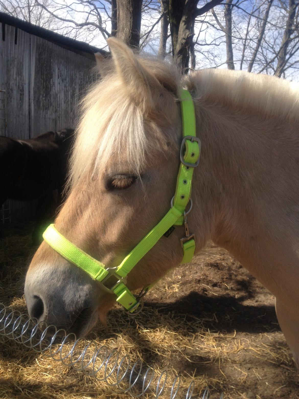 Fjordhest Milton (tidl. navn Claus) billede 11