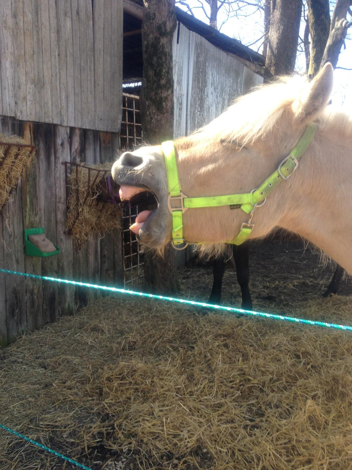 Fjordhest Milton (tidl. navn Claus) billede 12