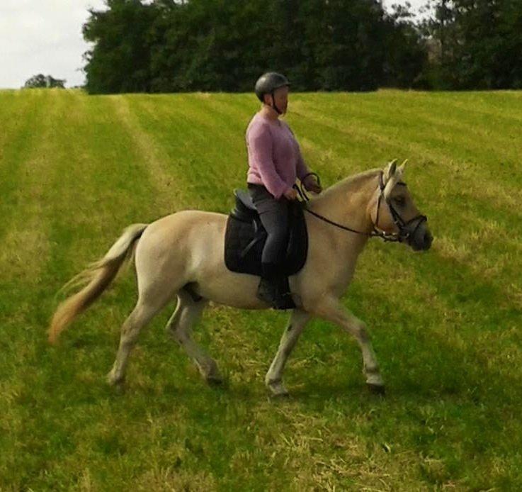 Fjordhest Milton (tidl. navn Claus) billede 13