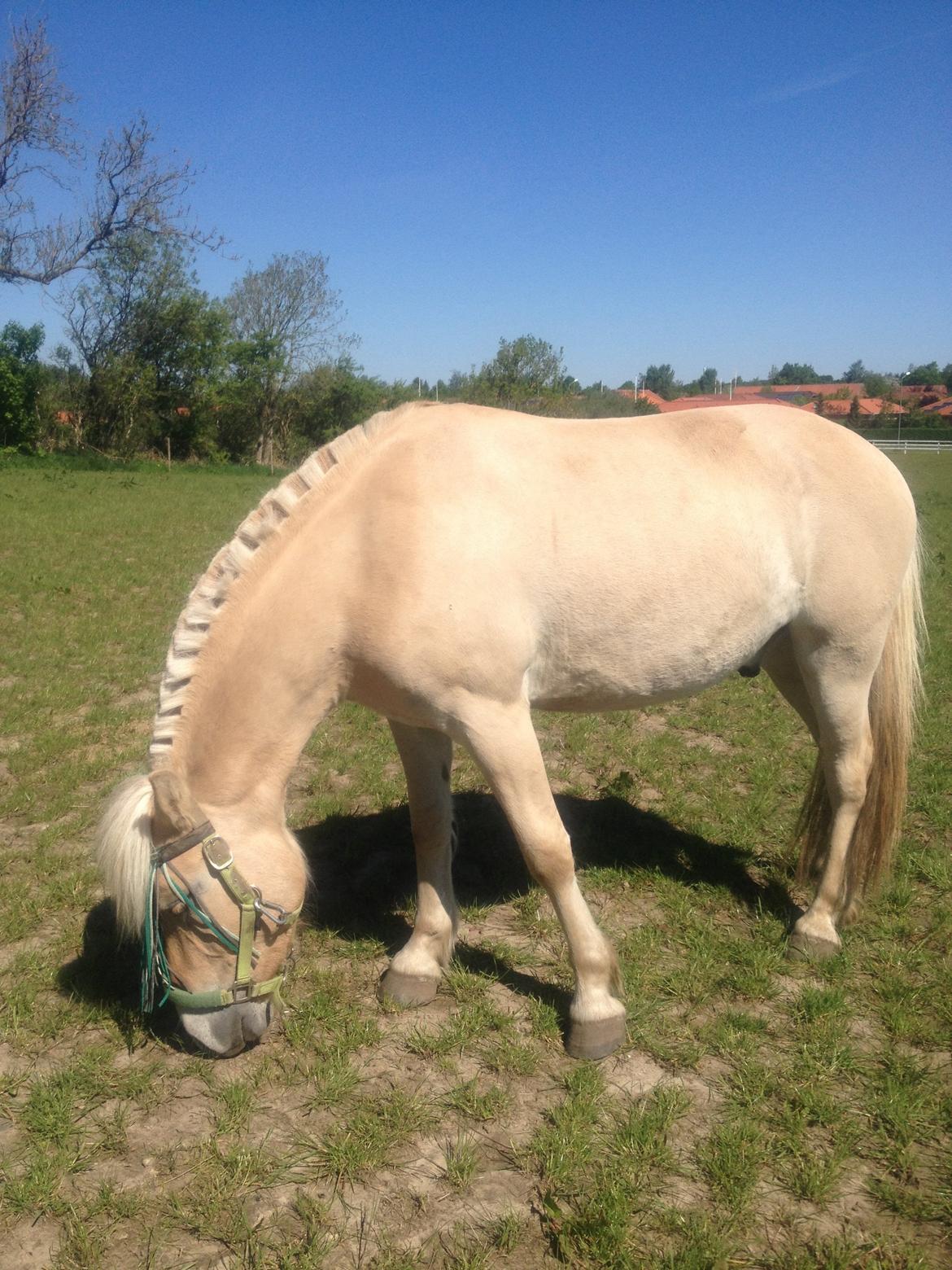 Fjordhest Milton (tidl. navn Claus) billede 14