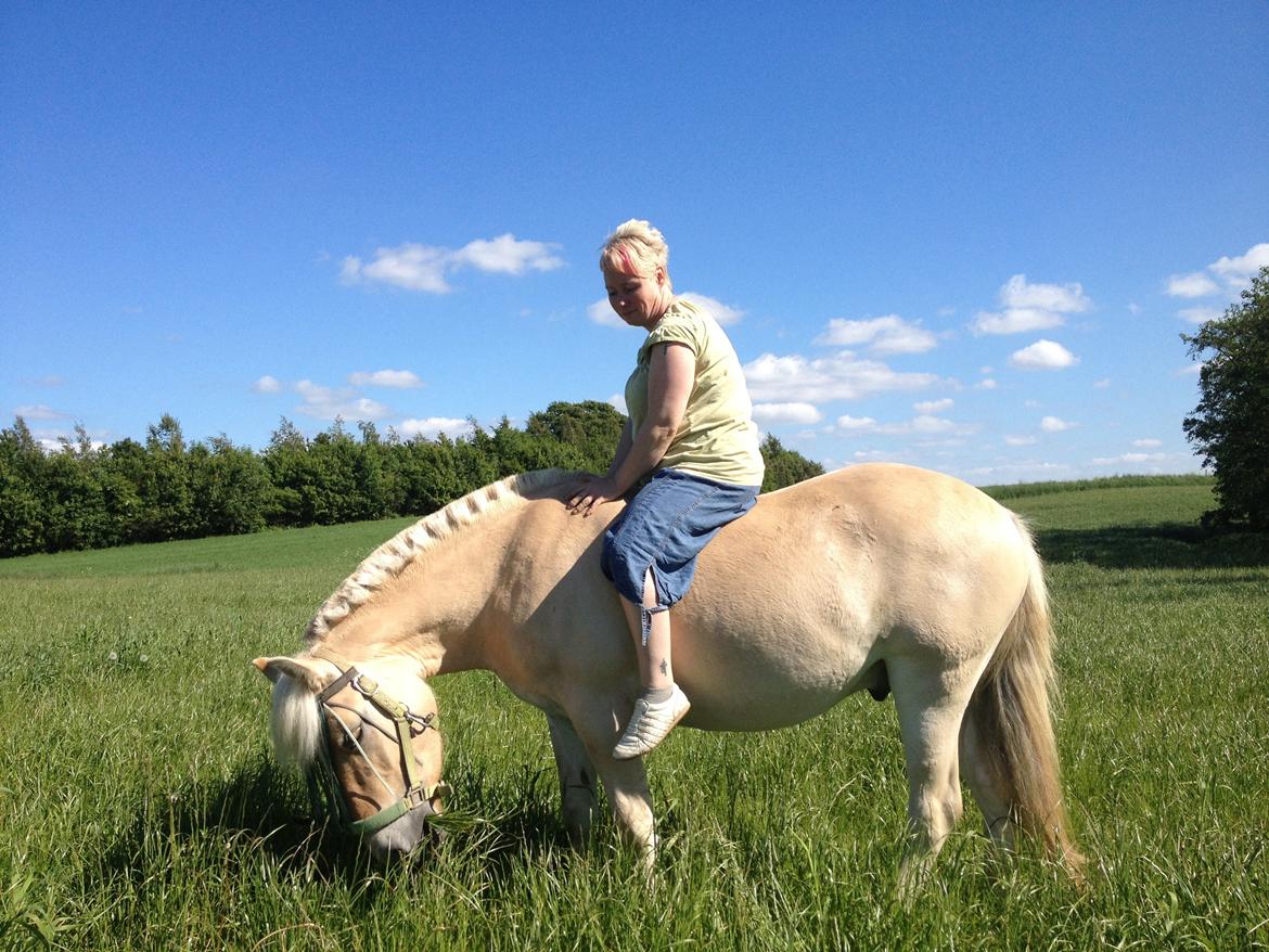 Fjordhest Milton (tidl. navn Claus) billede 15